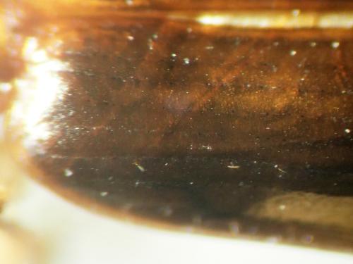 Réf. 334 807 : Dromius meridionalis